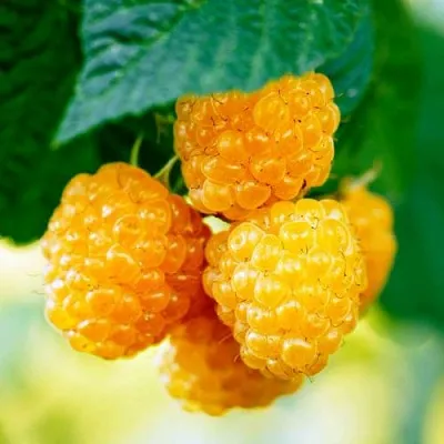 Малина МЕДОВАЯ в Кургане