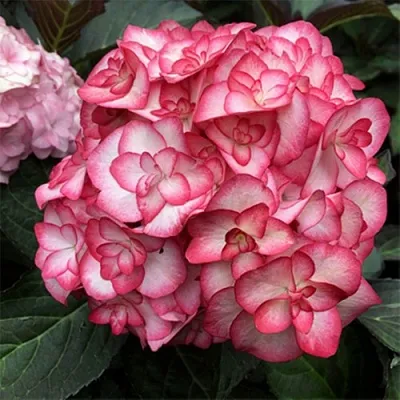 Гортензия Ю ЭНД МИ МИСС САОРИ крупнолистная  Гортензия Ю ЭНД МИ МИСС САОРИ крупнолистная в Кургане