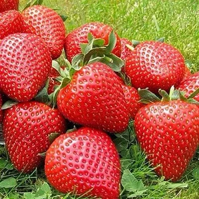 Клубника ЭЛИАНЕ  Клубника ЭЛИАНЕ в Кургане