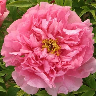 Пион СЕРЕБРИСТЫЙ РУЧЕЙ древовидный в Кургане