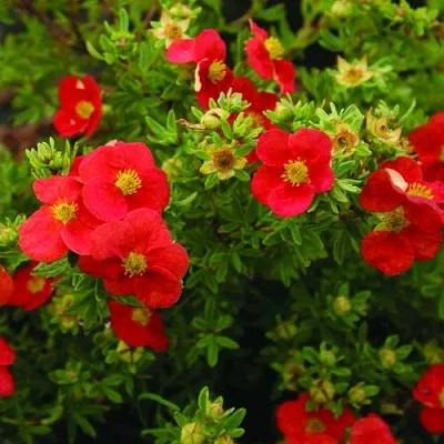 Лапчатка РЕД АЙС кустарниковая  Лапчатка РЕД АЙС кустарниковая в Кургане