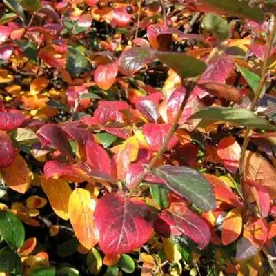 Кизильник блестящий в Кургане