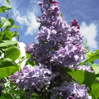 Сирень КРЫЛЬЯ НАДЕЖДЫ  Сирень КРЫЛЬЯ НАДЕЖДЫ в Кургане