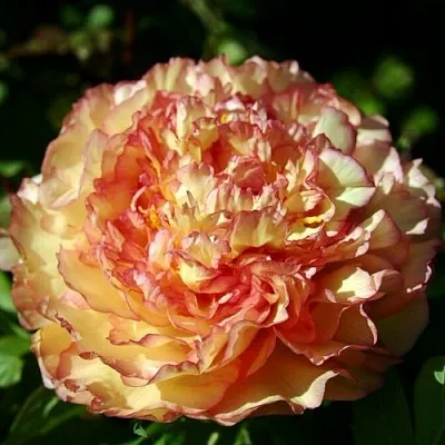 Пион ЗОЛОТАЯ РОССЫПЬ древовидный в Кургане