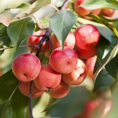 Яблоня ВИШНЕПЛОДНАЯ декоративная в Кургане