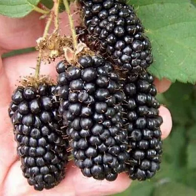 Ежевика ЛОХ НЕСС бесшипная  Ежевика ЛОХ НЕСС бесшипная в Кургане