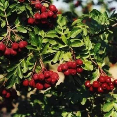 Рябина РУБИНОВАЯ сладкоплодная — описание сорта Рябина РУБИНОВАЯ сладкоплодная в Кургане