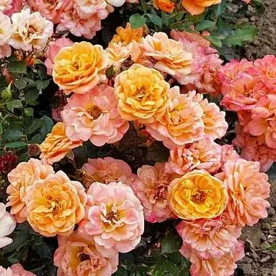 Саженцы роз ЭПРИКОТ КЛЕМЕНТИНА миниатюрная  Саженцы роз ЭПРИКОТ КЛЕМЕНТИНА миниатюрная в Кургане