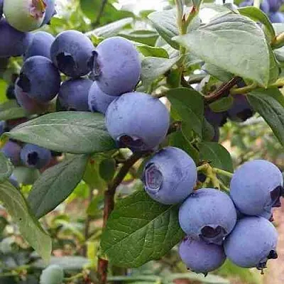 Голубика ХАРРИСОН  Голубика ХАРРИСОН в Кургане