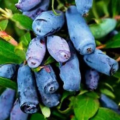 Жимолость съедобная ВОЛХОВА  Жимолость съедобная ВОЛХОВА в Кургане