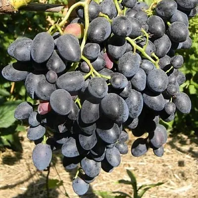 Виноград НАДЕЖДА АЗОС  Виноград НАДЕЖДА АЗОС в Кургане