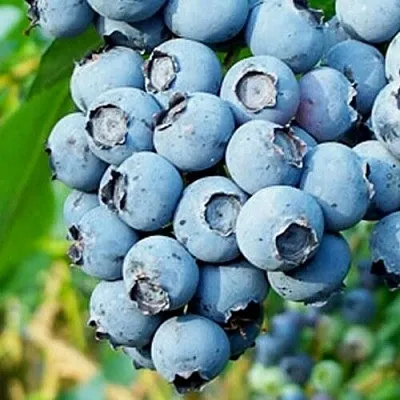 Голубика БРИГИТТА БЛЮ в Кургане