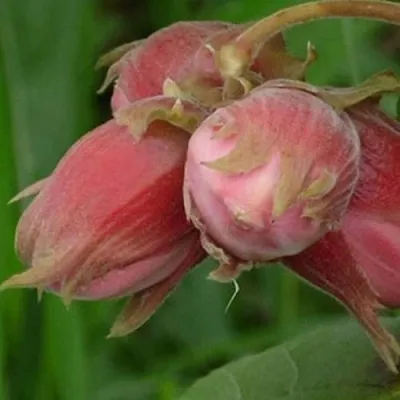 Фундук АКАДЕМИК ЯБЛОКОВ в Кургане