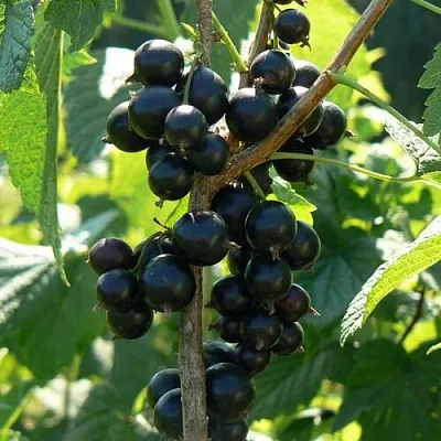 Смородина черная ВОЛОГДА в Кургане