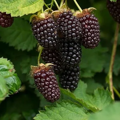 Ежемалина  Ежемалина в Кургане