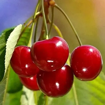 Черешня ТЕРЕМОШКА  Черешня ТЕРЕМОШКА в Кургане