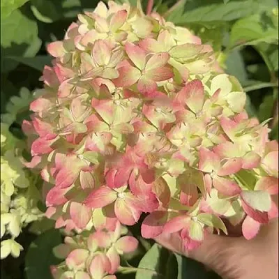 Гортензия ЛИТТЛ ЛАВ метельчатая  Гортензия ЛИТТЛ ЛАВ метельчатая в Кургане