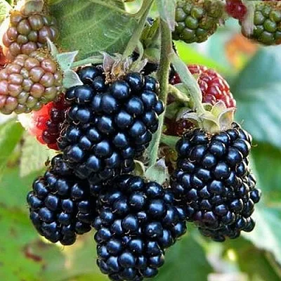 Ежевика ОУАЧИТА бесшипная  Ежевика ОУАЧИТА бесшипная в Кургане