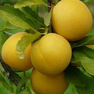 Слива СОЛНЫШКО  Слива СОЛНЫШКО в Кургане