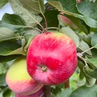 Яблоня АРБАТ колонновидная в Кургане