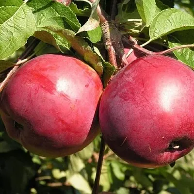 Яблоня ДАРУНАК в Кургане