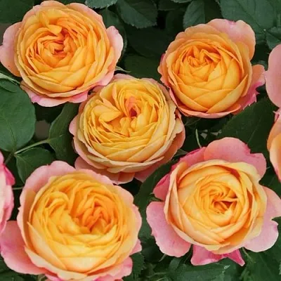 Саженцы роз БЕБИ РОМАНТИКА миниатюрная  Саженцы роз БЕБИ РОМАНТИКА миниатюрная в Кургане