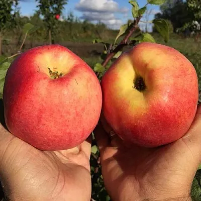 Яблоня КОВРОВОЕ стелющаяся в Кургане