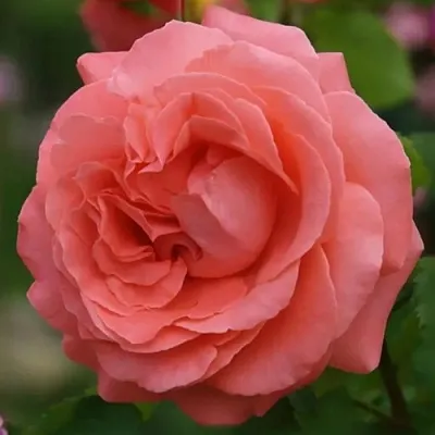 Саженцы роз ДИДИ БРИДЖУОТЕР плетистая  Саженцы роз ДИДИ БРИДЖУОТЕР плетистая в Кургане