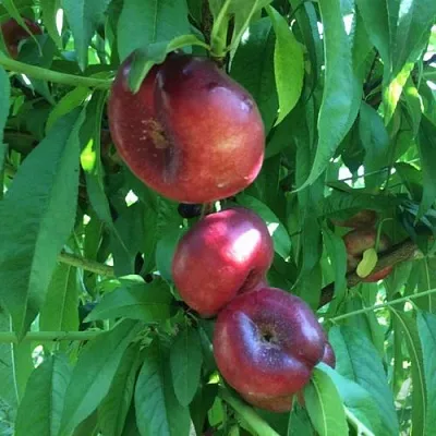 Нектарин ДОНАТ ИНЖИРНЫЙ  Нектарин ДОНАТ ИНЖИРНЫЙ в Кургане