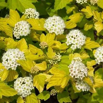 Пузыреплодник ДАРТС ГОЛД  Пузыреплодник ДАРТС ГОЛД в Кургане