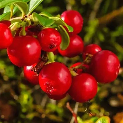 Брусника  Брусника в Кургане