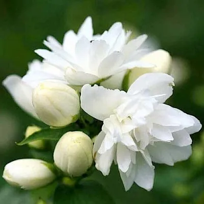 Жасмин ШНЕЕШТРУМ  Жасмин ШНЕЕШТРУМ в Кургане