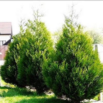 Туя АТРОВИРЕНС складчатая  Туя АТРОВИРЕНС складчатая в Кургане
