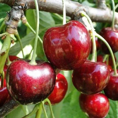 Черешня САШЕНЬКА  Черешня САШЕНЬКА в Кургане