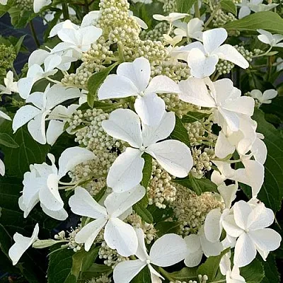 Гортензия ЛЕВАНА метельчатая  Гортензия ЛЕВАНА метельчатая в Кургане