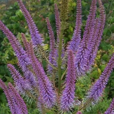 Вероникаструм ФАСЦИНЕЙШН в Кургане