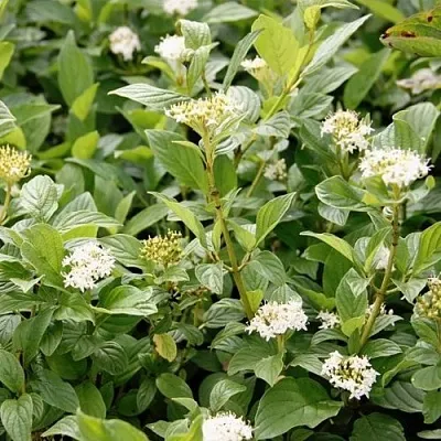 Дерен ФЛАВИРАМЕА отпрысковый   Дерен ФЛАВИРАМЕА отпрысковый  в Кургане