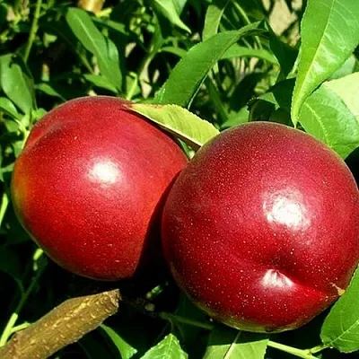 Нектарин НЕКТАРЕД-4 Нектарин НЕКТАРЕД-4