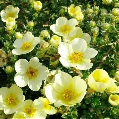 Лапчатка КЛОНДАЙК кустарниковая  Лапчатка КЛОНДАЙК кустарниковая в Кургане