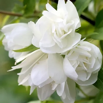 Жасмин МАНТО Д’ЭРМИН в Кургане