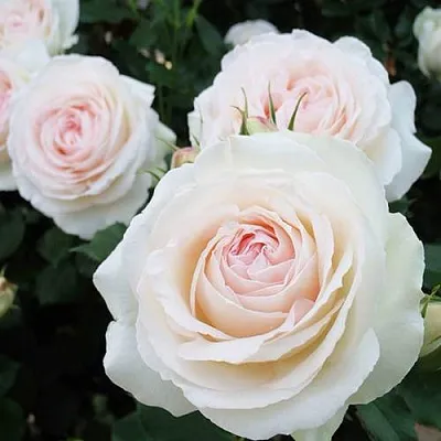 Саженцы роз ПАЛЕ РОЯЛЬ плетистая  Саженцы роз ПАЛЕ РОЯЛЬ плетистая в Кургане