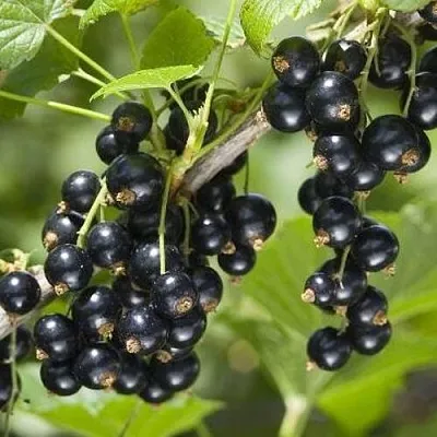 Смородина чёрная ВОЛШЕБНИЦА в Кургане