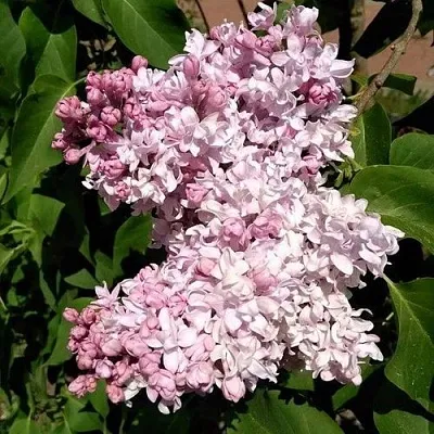 Сирень МИЛОСЕРДИЕ  Сирень МИЛОСЕРДИЕ в Кургане