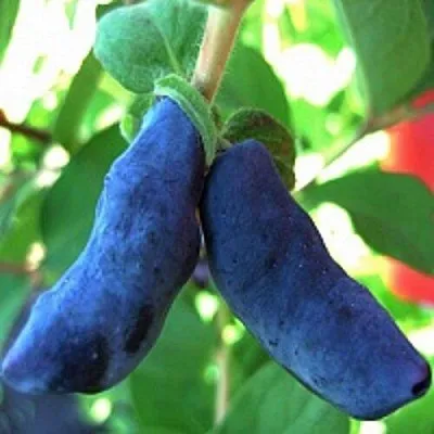 Жимолость съедобная БАКЧАРСКИЙ ВЕЛИКАН  Жимолость съедобная БАКЧАРСКИЙ ВЕЛИКАН в Кургане