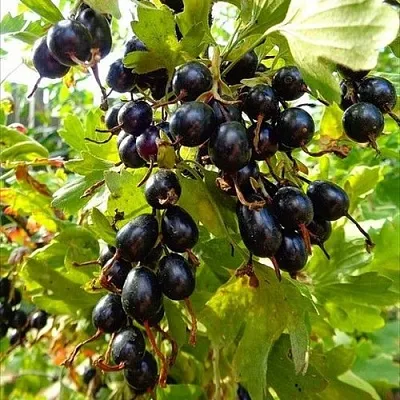 Смородина золотистая ОВАЛЬНАЯ в Кургане