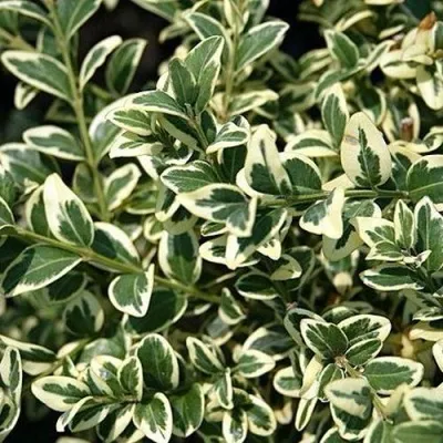 Бирючина ВАРИЕГАТУМ овальнолистная — описание сорта Бирючина ВАРИЕГАТУМ овальнолистная в Кургане