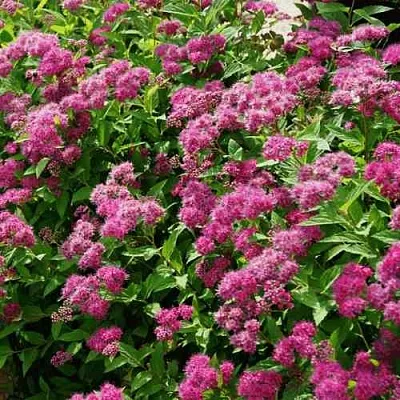 Спирея КРИСПА японская  Спирея КРИСПА японская в Кургане