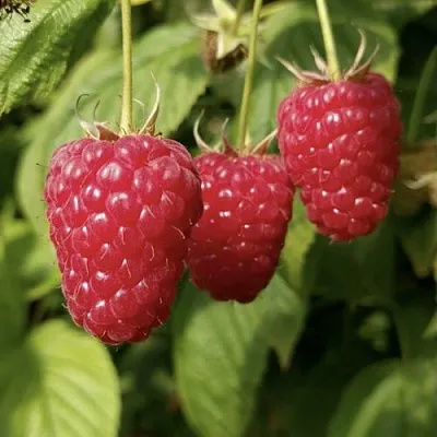 Малина МАПЕМА   Малина МАПЕМА  в Кургане