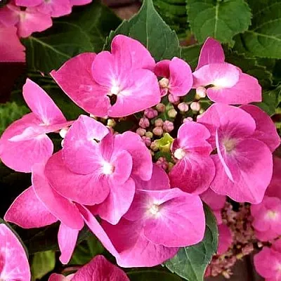 Гортензия ТАУБЕ крупнолистная  Гортензия ТАУБЕ крупнолистная в Кургане