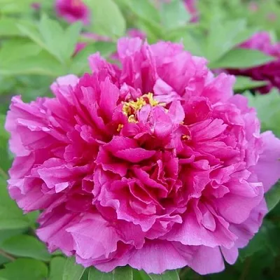 Пион ЛИЛОВАЯ ФАНТАЗИЯ древовидный в Кургане